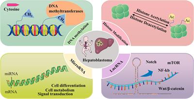 Epigenetics and genetics of hepatoblastoma: Linkage and treatment